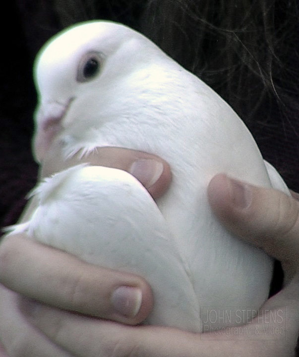 doves wings of white jspv web cropup